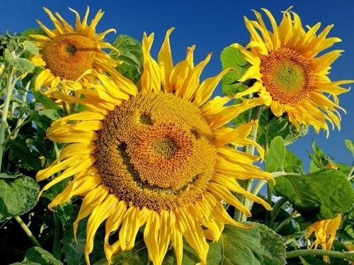 Sonnenblume grins