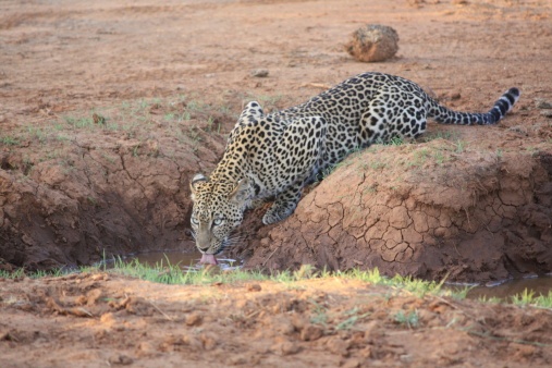 Samburu Nationalpark