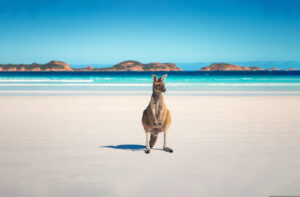 Australien Känguru