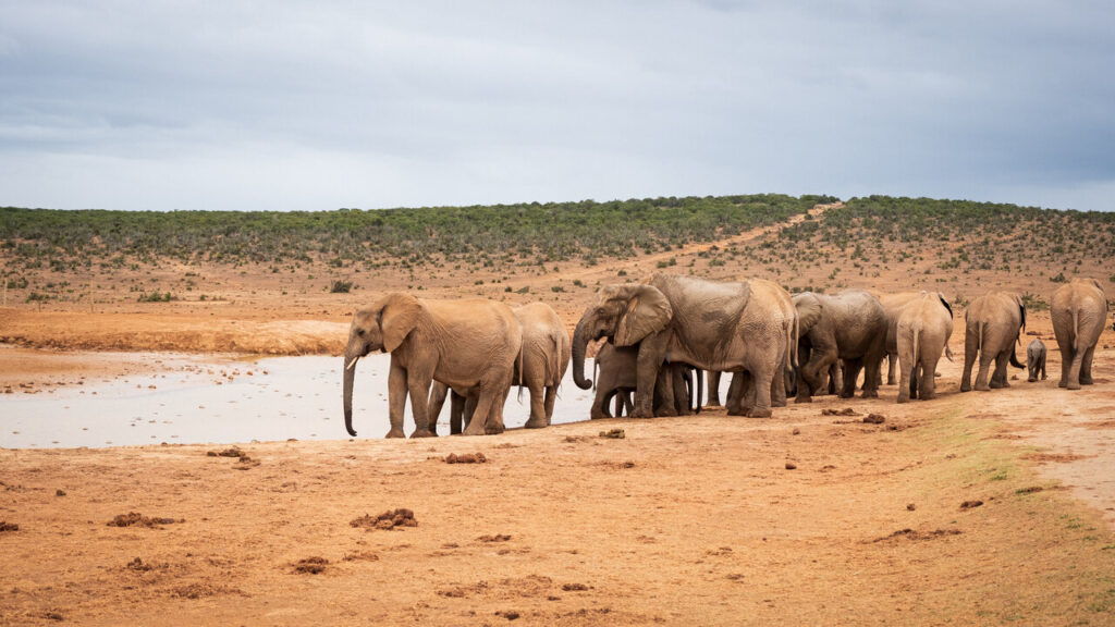 Addo Elephant Südafrika