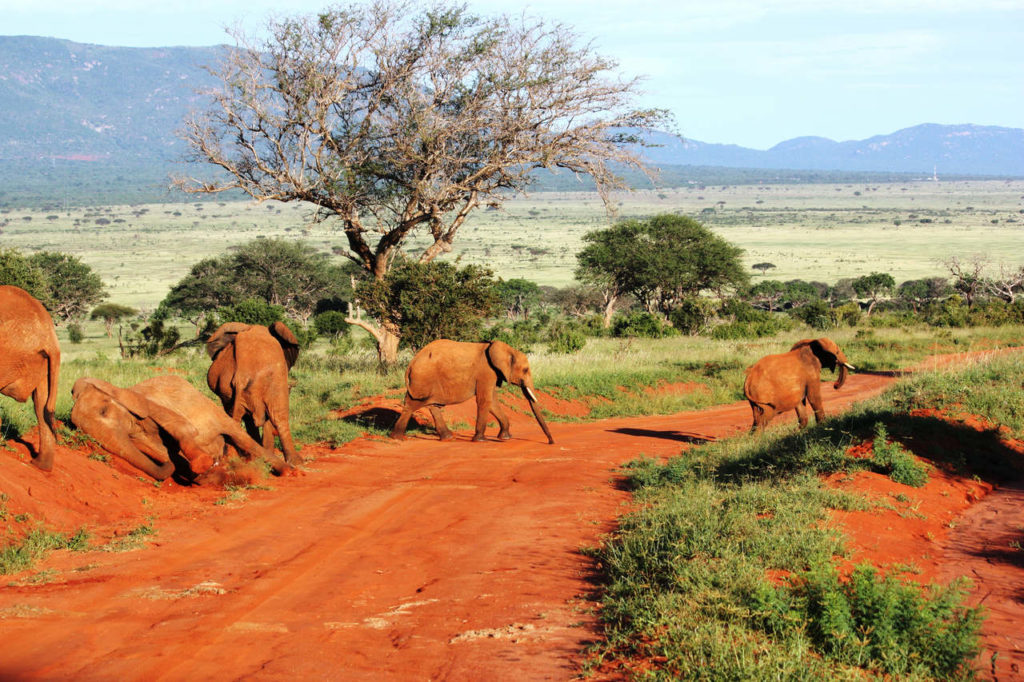 Addo Elephant Nationalpark