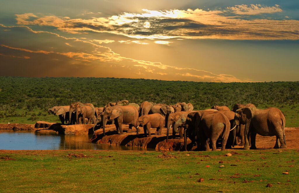 Addo Elephant Südafrika