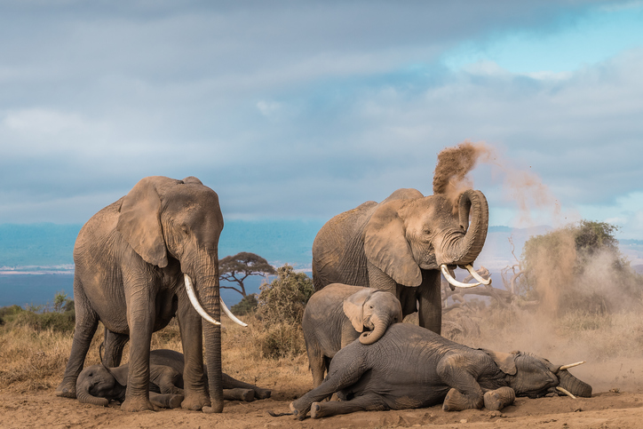 Amboseli National Park in Kenya