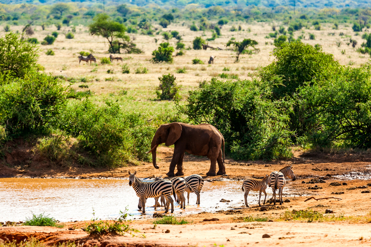 Tsavo-East-Nationalpark Kenia Zebra