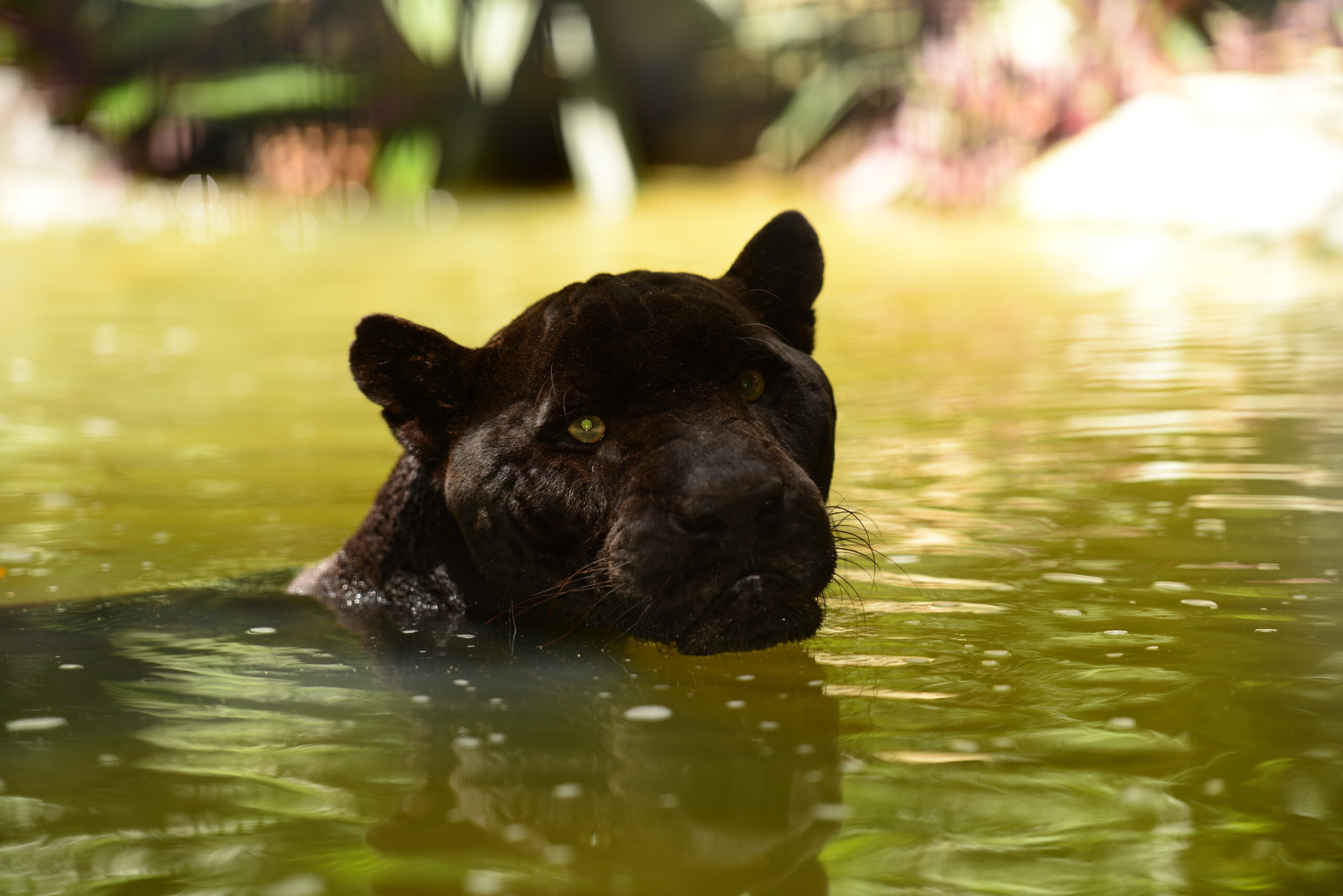 Belize Zoo