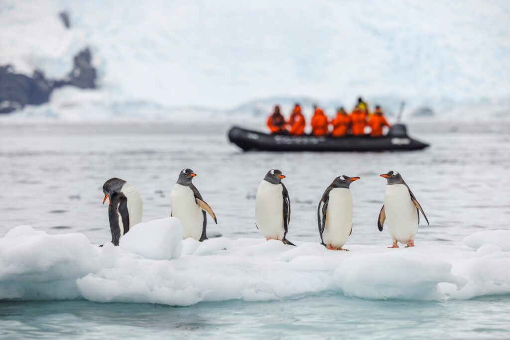 Mehrere Pinguine stehen auf einer Eisscholle, im Hintergrund ein Schlauchboot mit Menschen in orangefarbenen Jacken auf dem Meer.