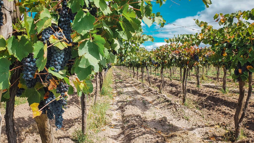 Mendoza Argentinien Weinreise
