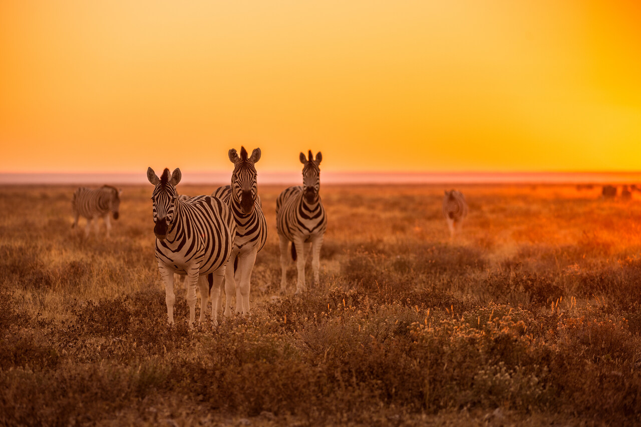 Namibia Etosha