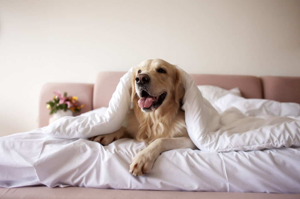 Hundefreundliche Hotels