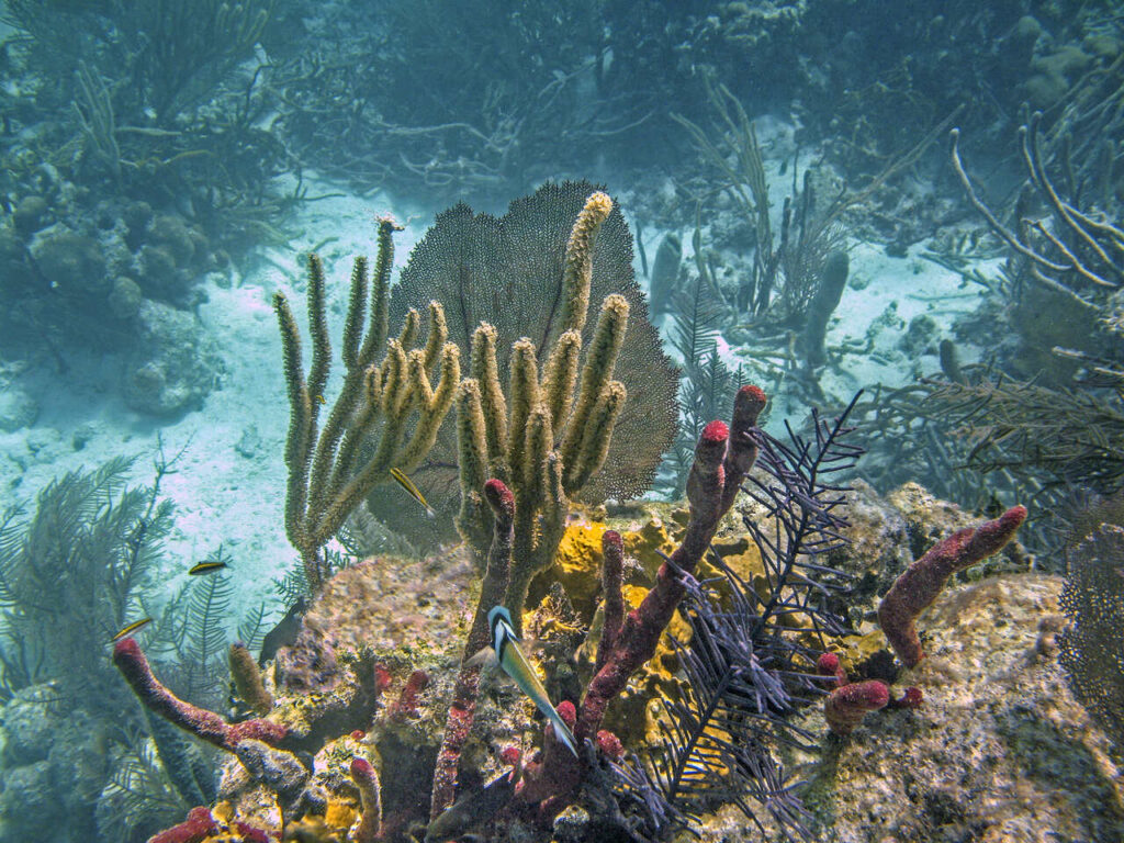 Belize Barrier Reef