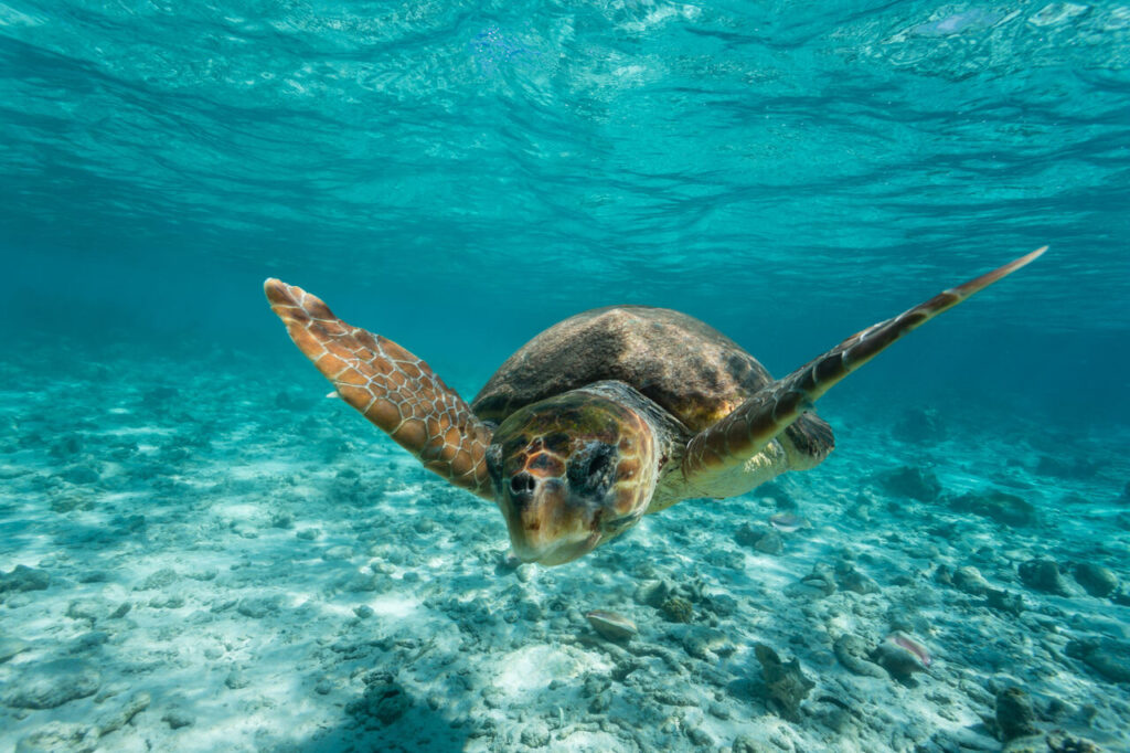 Belize Schildkröte