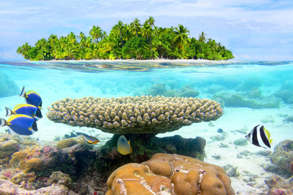 Seychellen Fische