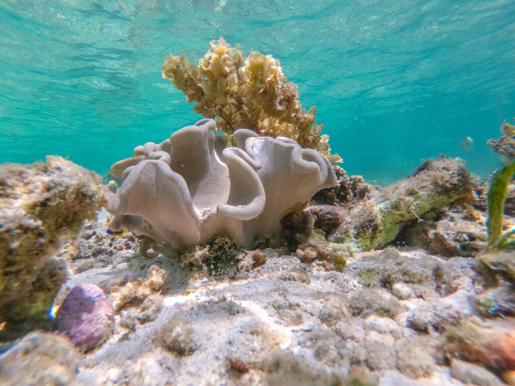 Seychellen Korallenriff