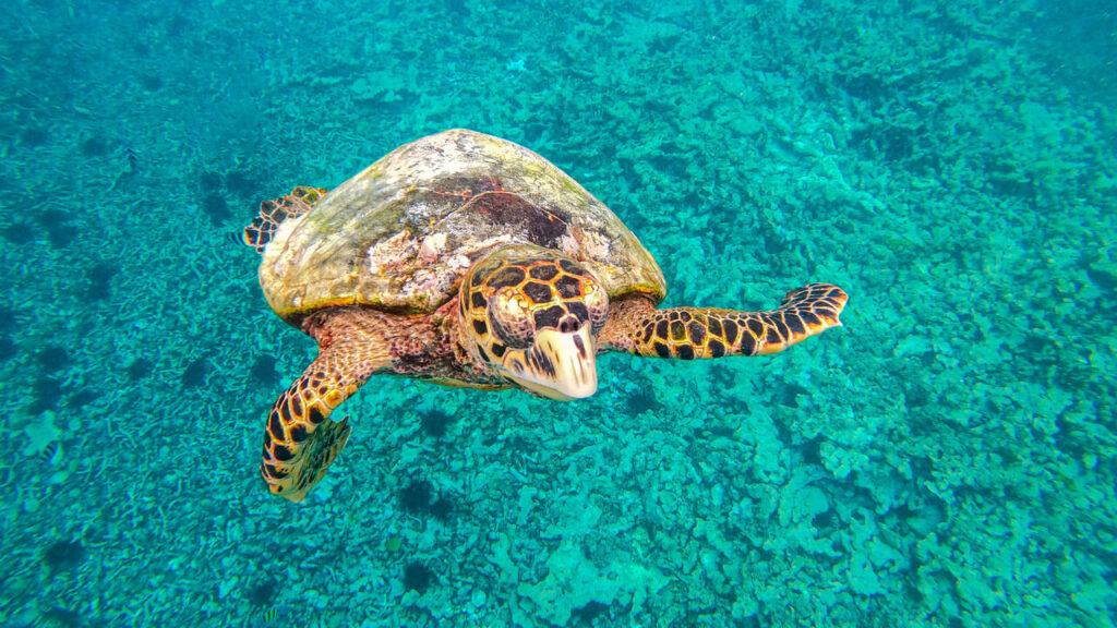 Seychellen Schildkröte