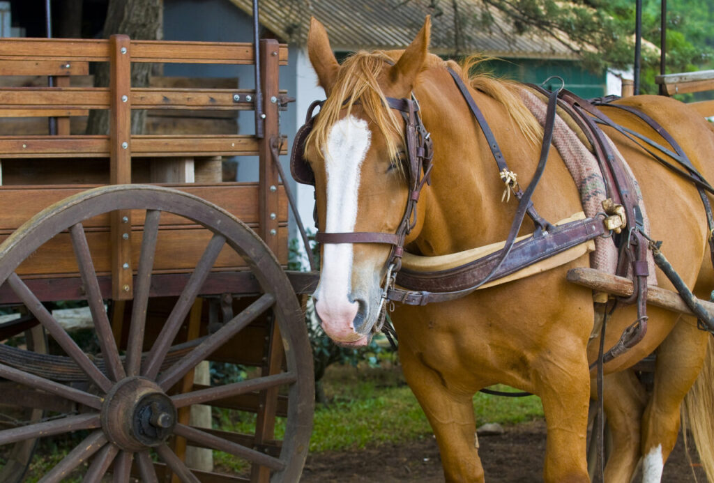 Uruguay Pferd