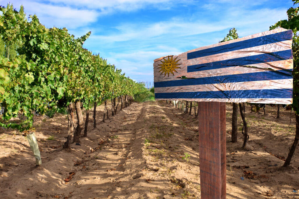 Uruguay Wein Flagge