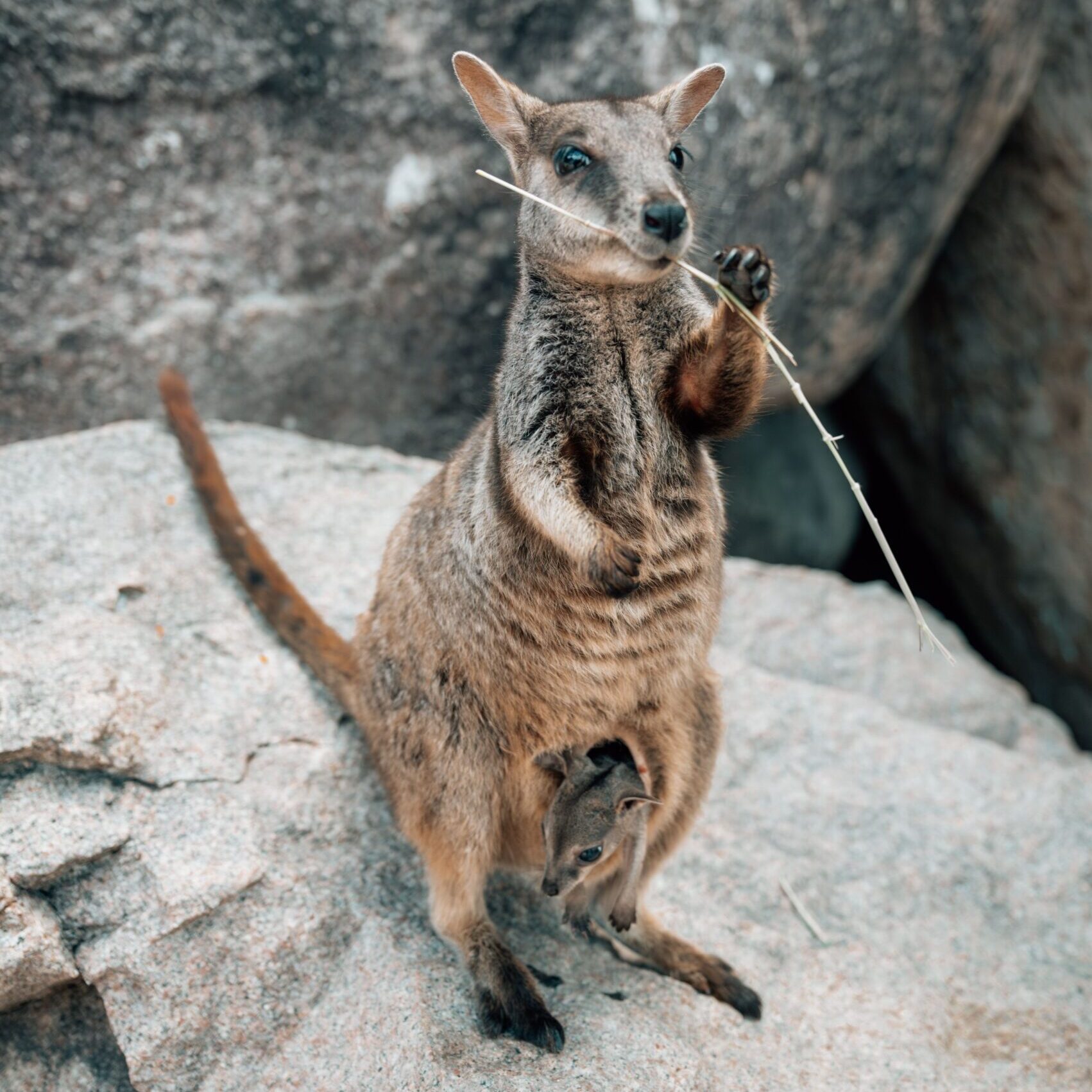 Geoffrey Bay, Magnetic Island, Australien