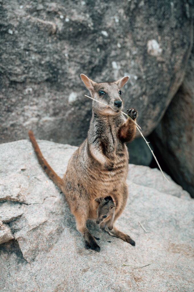 Känguru,Geoffrey Bay, Magnetic Island