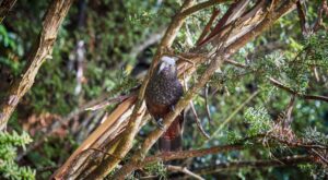 Neuseeländischer Kaka-Papagei sitzt auf einem Ast im dichten Regenwald von Stewart Island, umgeben von grünen Blättern und Farnen.