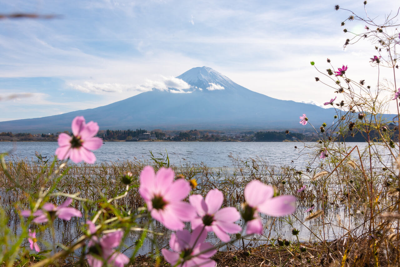 Hokkaido Blumen