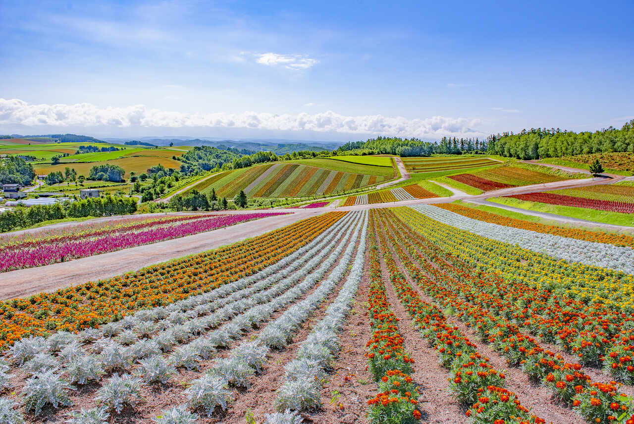 Hokkaido Blumenfeld