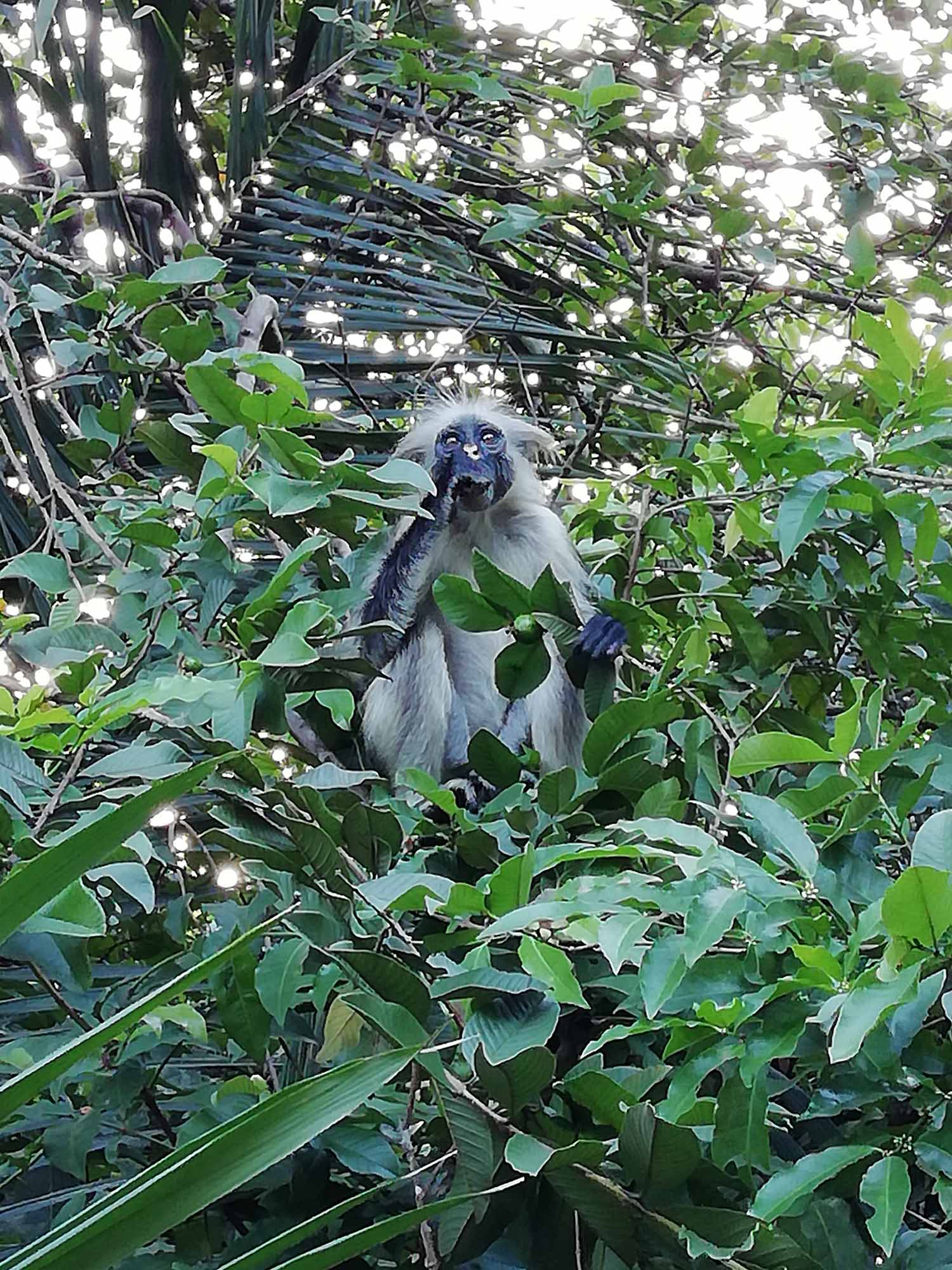 Tierwelt Sansibar | Einmal um den Globus Der Reisepodcast