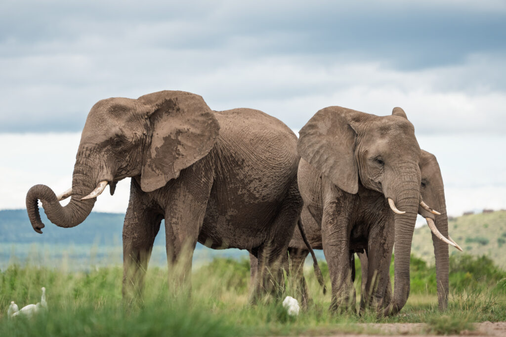 Kenia Elephant Research Centre
