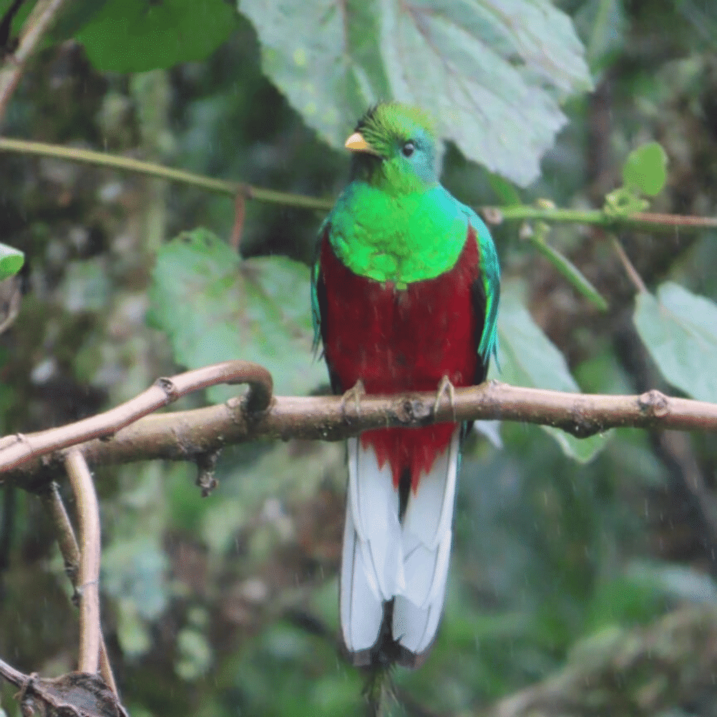Prächtiger Quetzal mit grünem Kopf und Rücken, roter Brust und langen weißen Schwanzfedern sitzt auf einem Ast im Regenwald.