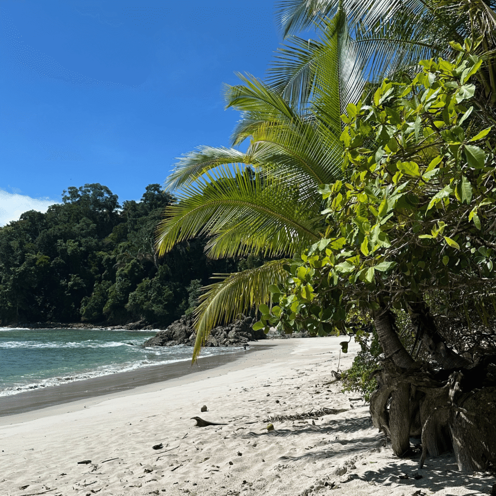 Weißer Sandstrand mit türkisfarbenem Wasser, Palmen und dichter grüner Vegetation unter klarem, blauem Himmel.