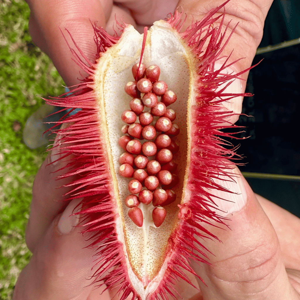 Nahaufnahme einer geöffneten Frucht mit roten, perlenartigen Samen und stacheligen roten Schalenrändern, gehalten in zwei Händen.