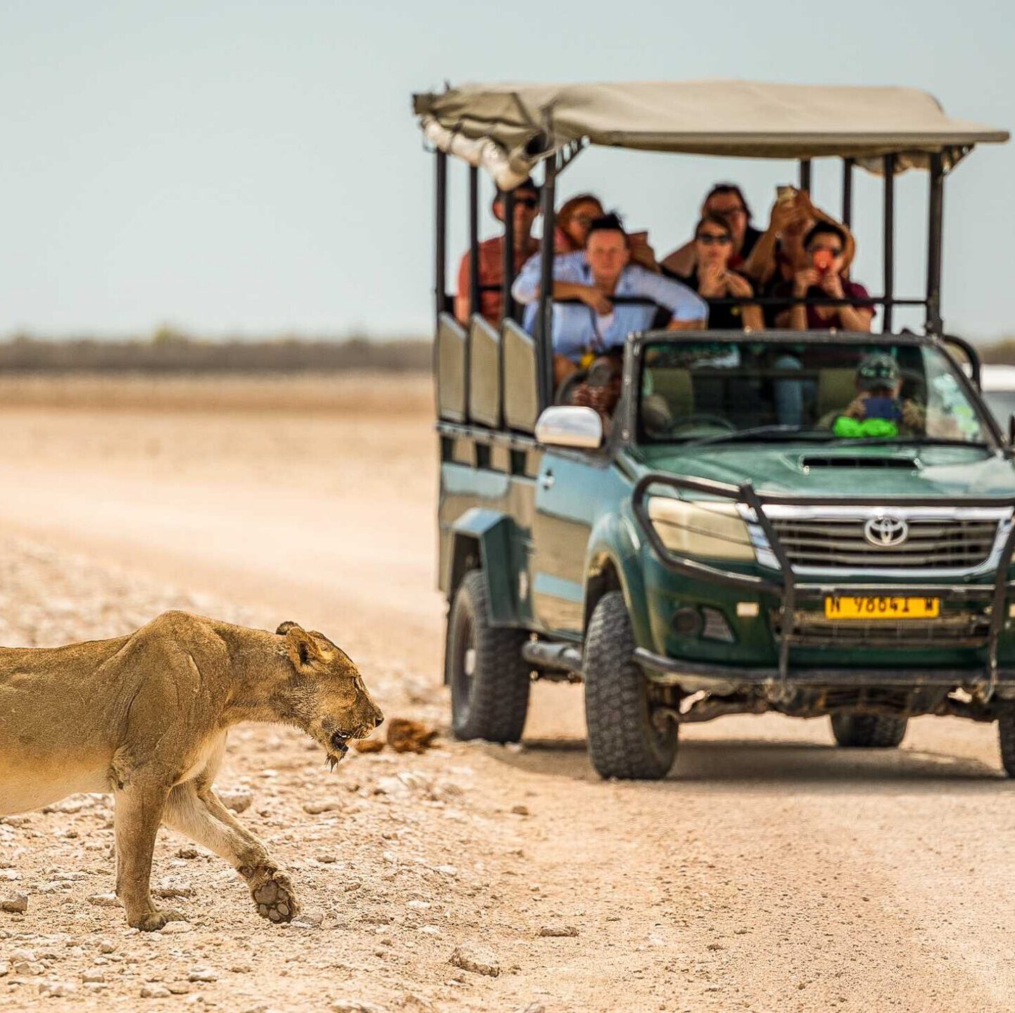 Chamäleon Namibia - Gruppen Safari in einem Jeep mit wildem Tier, dass vor dem Auto her läuft
