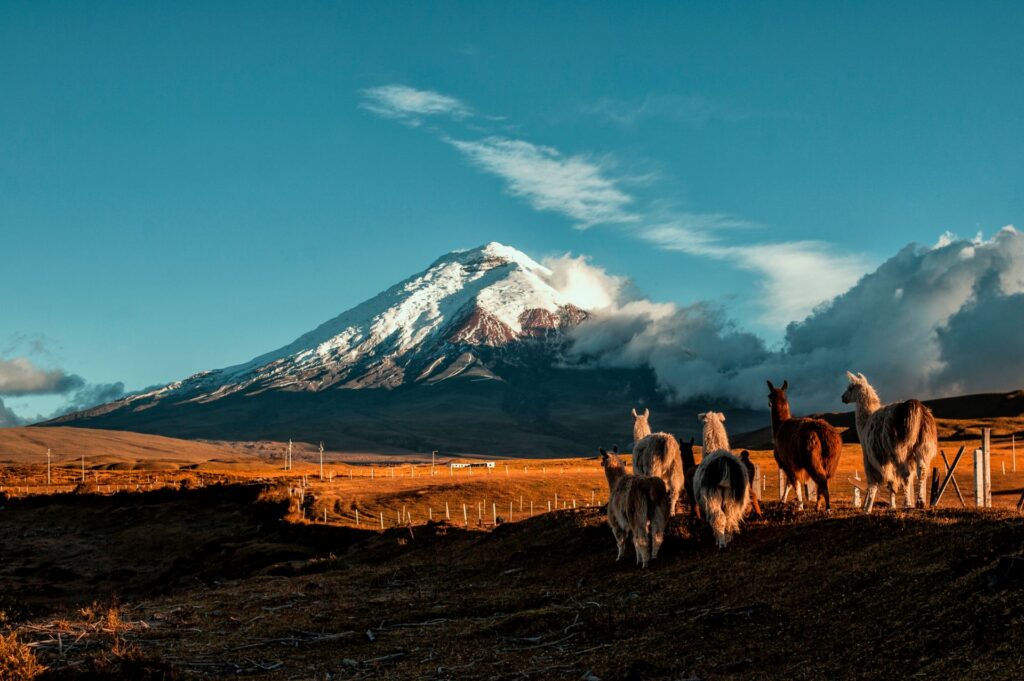 Gruppe von Lamas auf einer weiten Hochebene vor dem schneebedeckten Cotopaxi-Vulkan unter klarem blauem Himmel.
