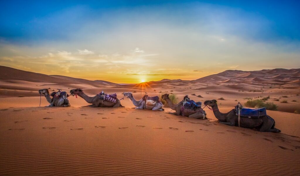 Kamele ruhen auf den Dünen von Merzouga, während die Sonne über der weiten Sahara aufgeht und goldene Schatten auf den Sand wirft.