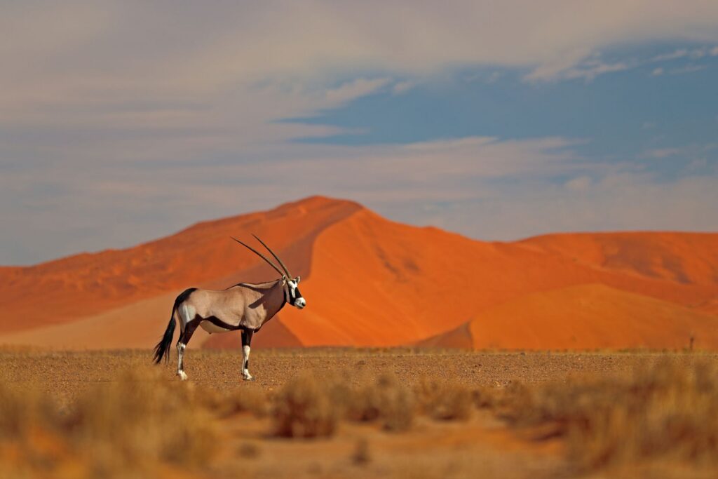 Ein Oryx steht in einer trockenen Ebene vor leuchtend orangefarbenen Sanddünen, die sich unter einem leicht bewölkten Himmel erstrecken.