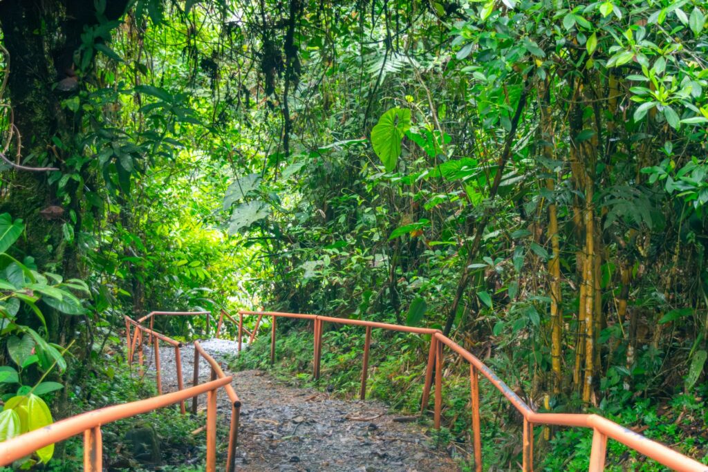 Breiter Waldweg, der durch Zäune umrandet. Umgeben von sehr grünem Wald.