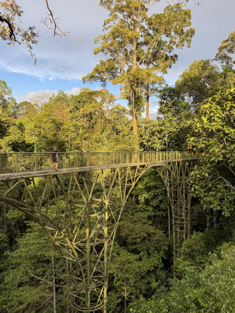 Canopy Walkway Baumwipfel Regenwald Malaysia