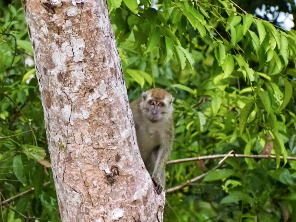 Affe an Baum Malaysia