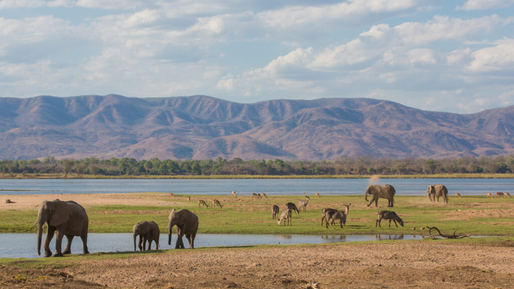 Elefanten und Antilopen an den Ufern des Sambesi-Flusses in Sambia mit Bergen und bewölktem Himmel im Hintergrund.