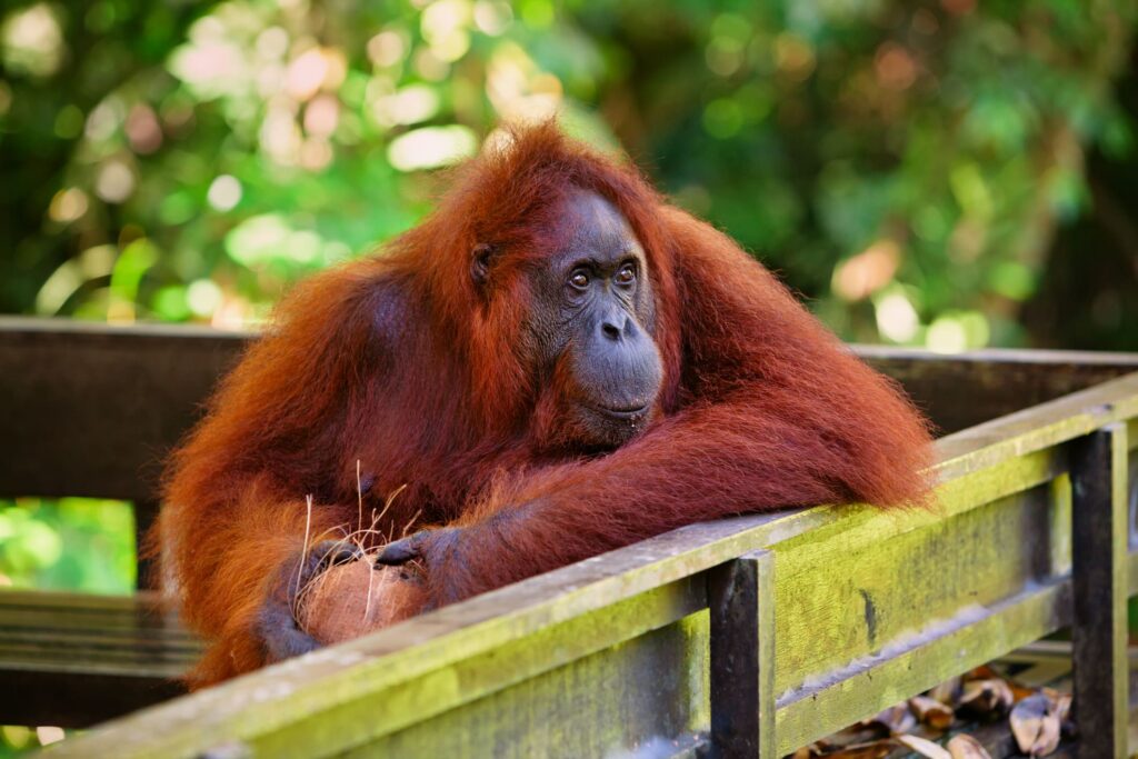 Ein ausgewachsener Orang-Utan lehnt sich nachdenklich über ein Holzgeländer im Semenggoh Wildlife Centre in Sarawak.