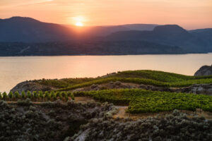 Weinberge erstrecken sich über sanfte Hügel oberhalb eines Sees. Die tief stehende Sonne taucht die Landschaft in warmes Licht, während sich die Silhouetten der Berge am Horizont gegen den orangefarbenen Abendhimmel abzeichnen.