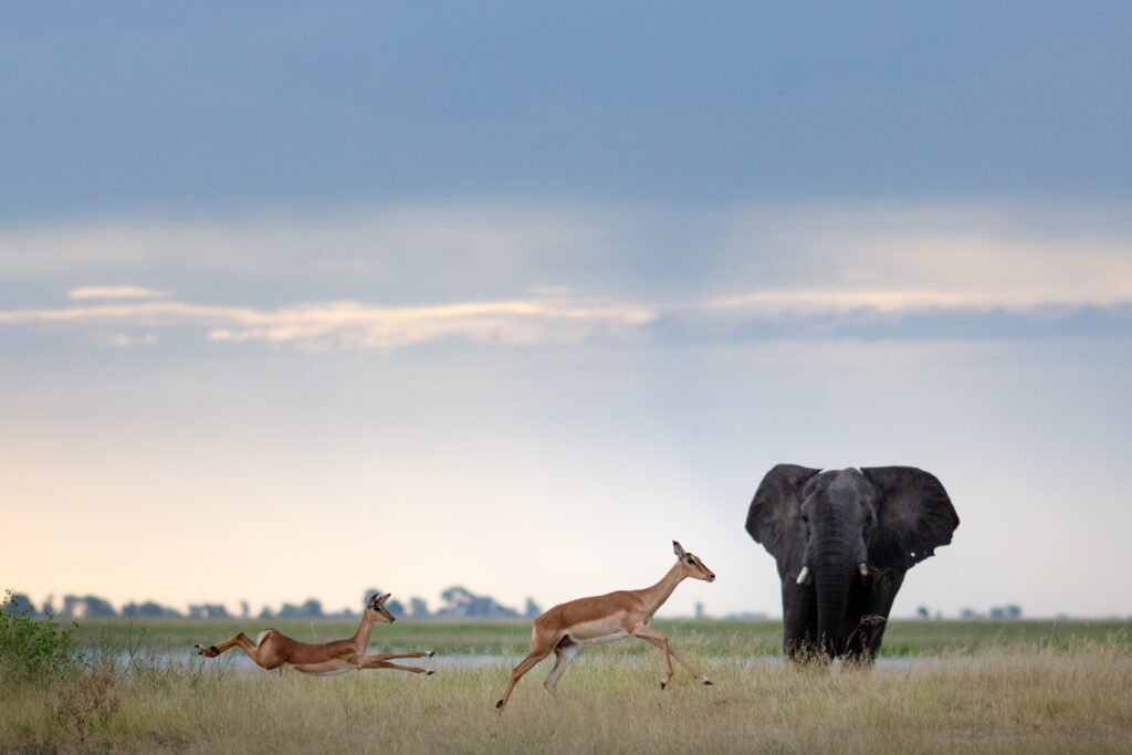 Zwei Impalas laufen durch hohes Gras an einem Elefantenbullen vorbei, der nahe des Chobe River im Chobe-Nationalpark in Botswana steht.