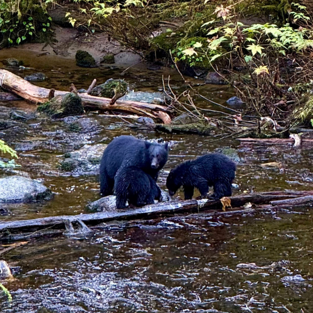 Alaska Bären