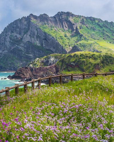 Küstenlandschaft auf der Jeju-Insel in Südkorea mit violetten Wildblumen, Holzzaun, türkisfarbenem Meer und dem vulkanischen Seongsan Ilchulbong, der über grünen Klippen aufragt.