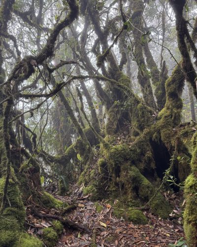 Moosbewachsene Bäume und Wurzeln in einem Nebelwald der Cameron Highlands in Malaysia mit dichter Vegetation und feuchter Waldatmosphäre.