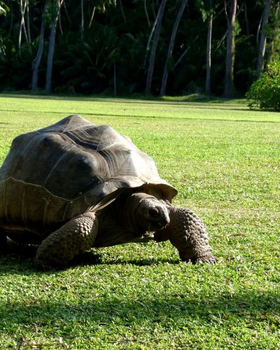 Riesenschildkröte auf einer grünen Wiese mit tropischen Bäumen im Hintergrund.