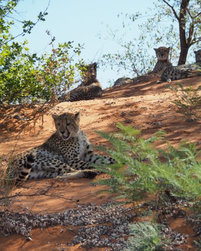 Vier Geparden ruhen auf einer roten Sanddüne zwischen Büschen und Bäumen im Tswalu Kalahari Reserve.