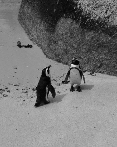 Pinguine Boulders Beach