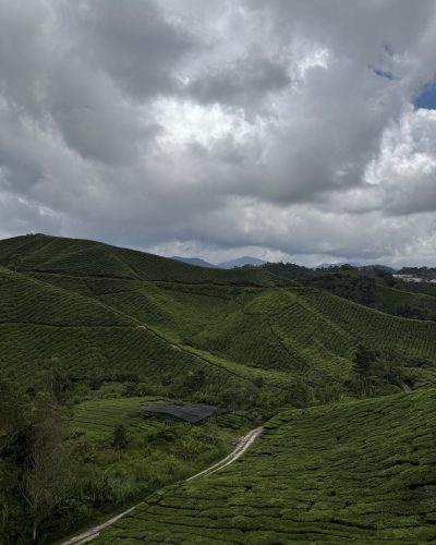 Grüne Teeplantagen in den Cameron Highlands in Malaysia mit geschwungenen Hügeln, schmalem Weg und dicht bewölktem Himmel.